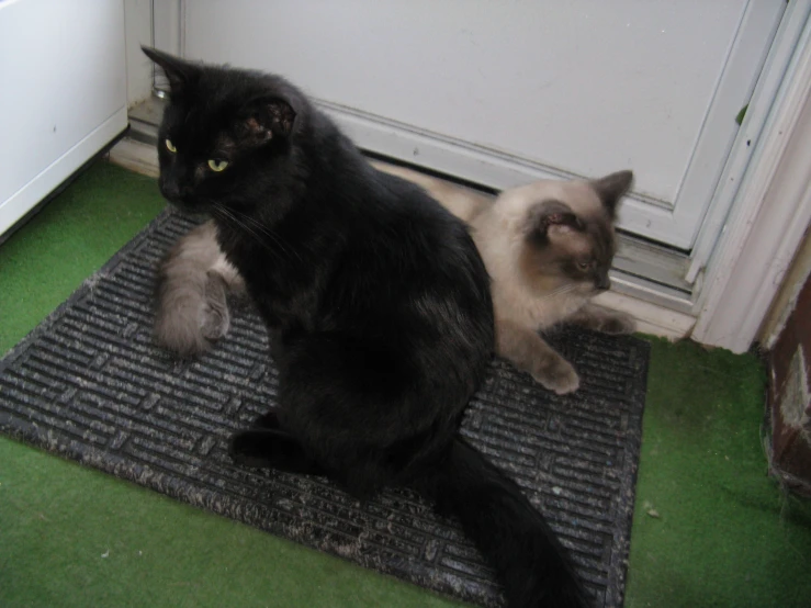 a black cat with a white one standing next to each other