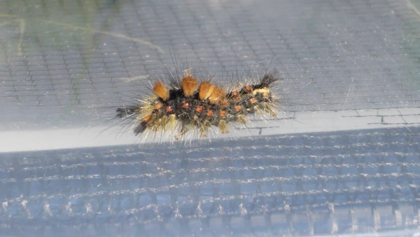 a close up of a moth on a surface