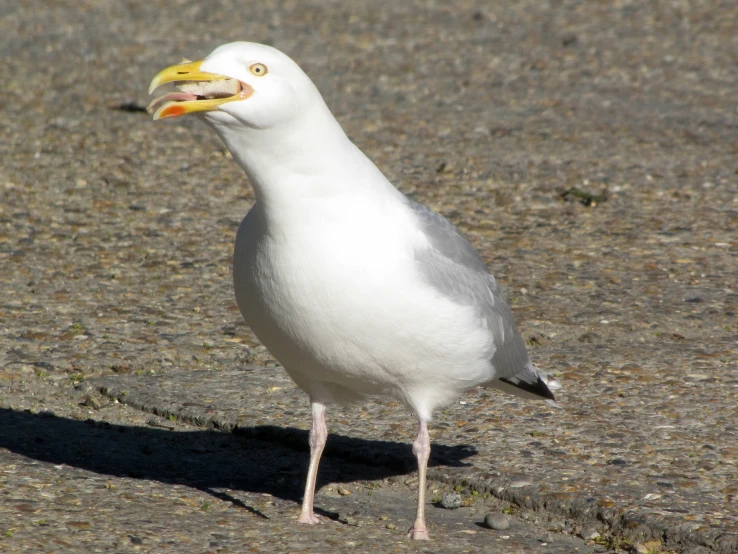 a small white bird with a yellow beak