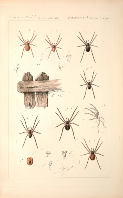 an old engraving showing multiple types of spider legs