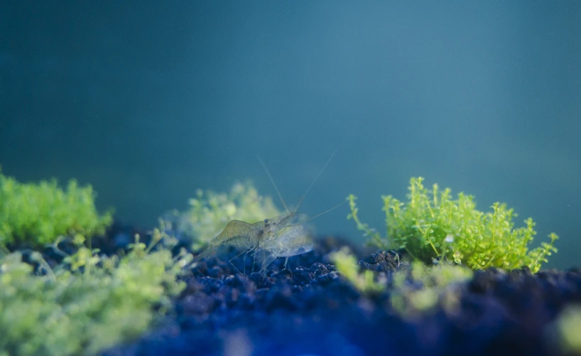 two little green plants on top of a blue substance