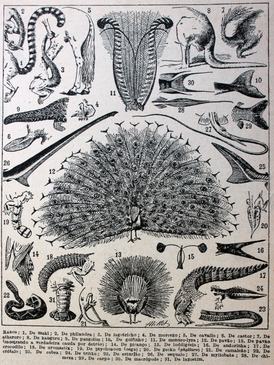 an old diagram of trees and other plants