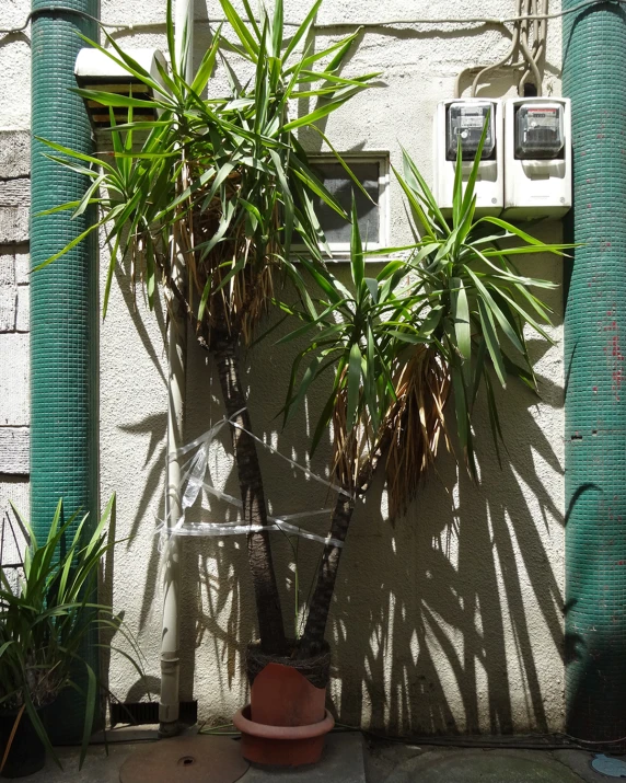 a small tree in a pot next to some water pipes