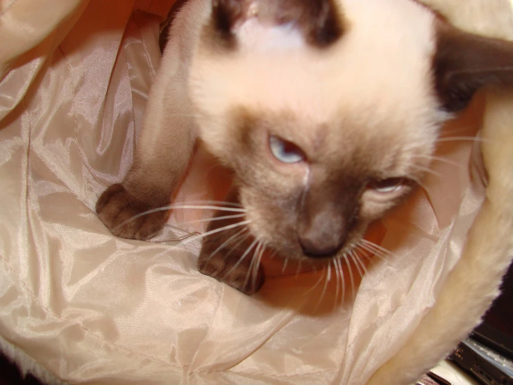 a siamese cat stares intently at the viewer