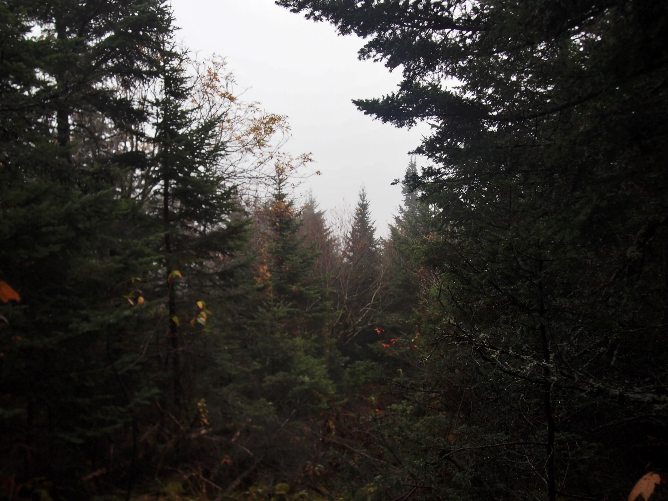 some trees and fog in the distance