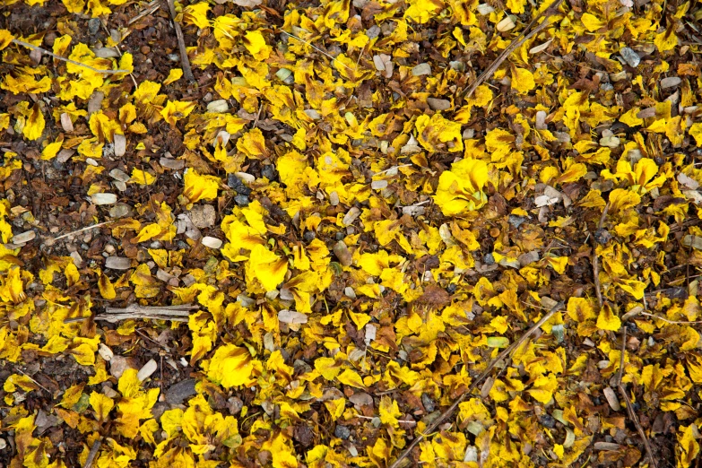 a large field of flowers in some brown and yellow colors