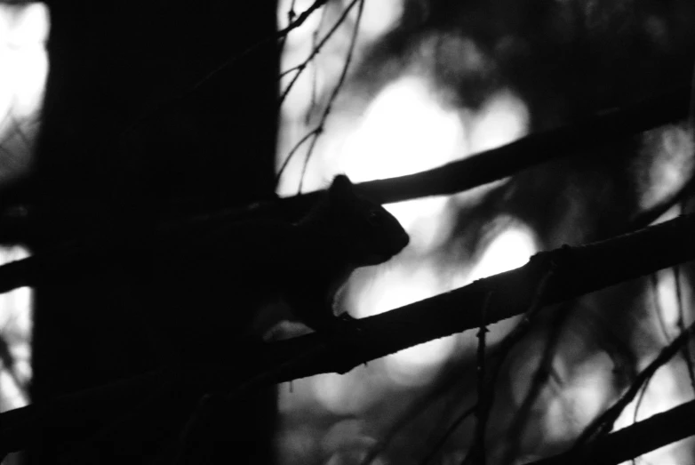 squirrel on tree nch in black and white image