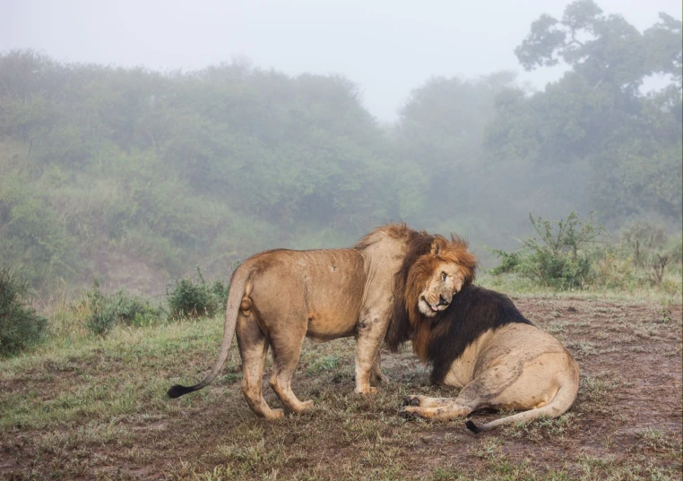 two lions standing and sitting in the grass