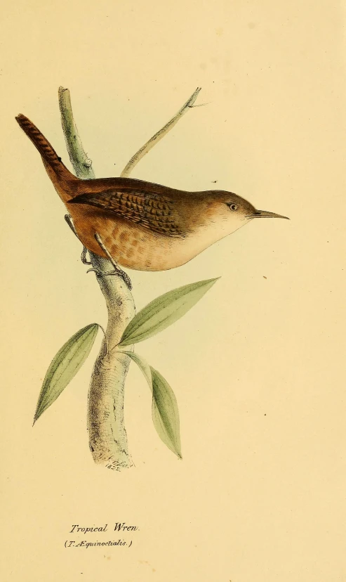 an illustrated painting of a brown bird on a nch