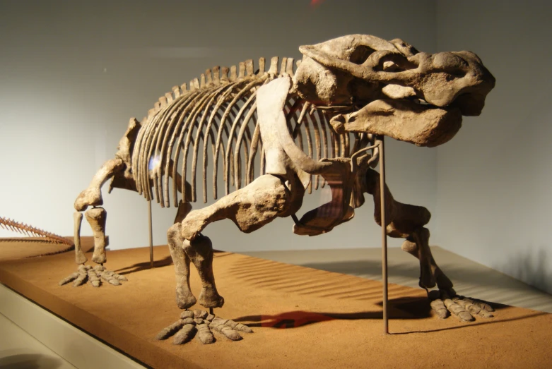 a skeleton of a dinosaur that looks like it has a very long neck