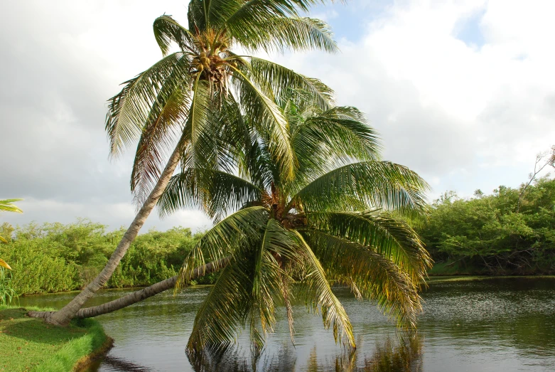 a big palm tree next to a lake