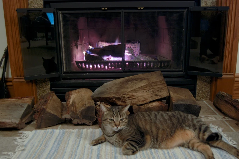 a cat sitting on top of a rug next to a fire place