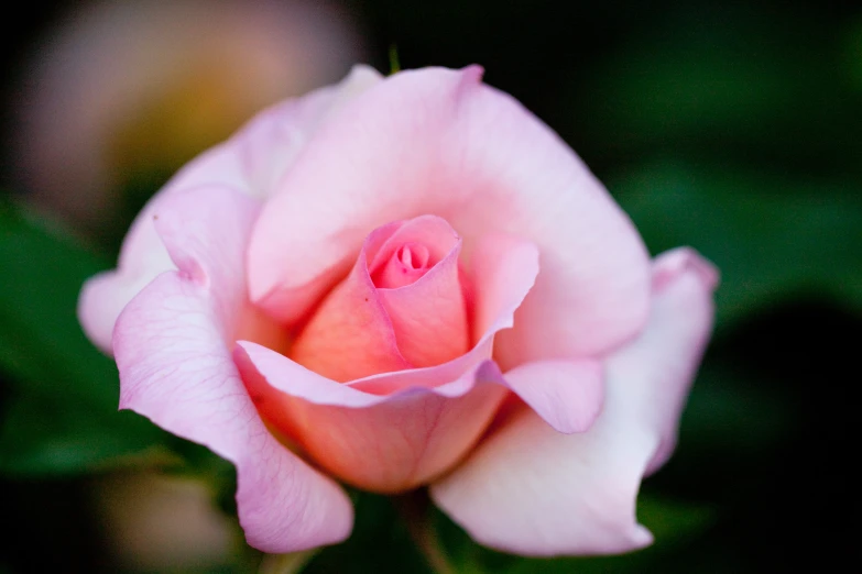 an image of a pink rose that is blooming