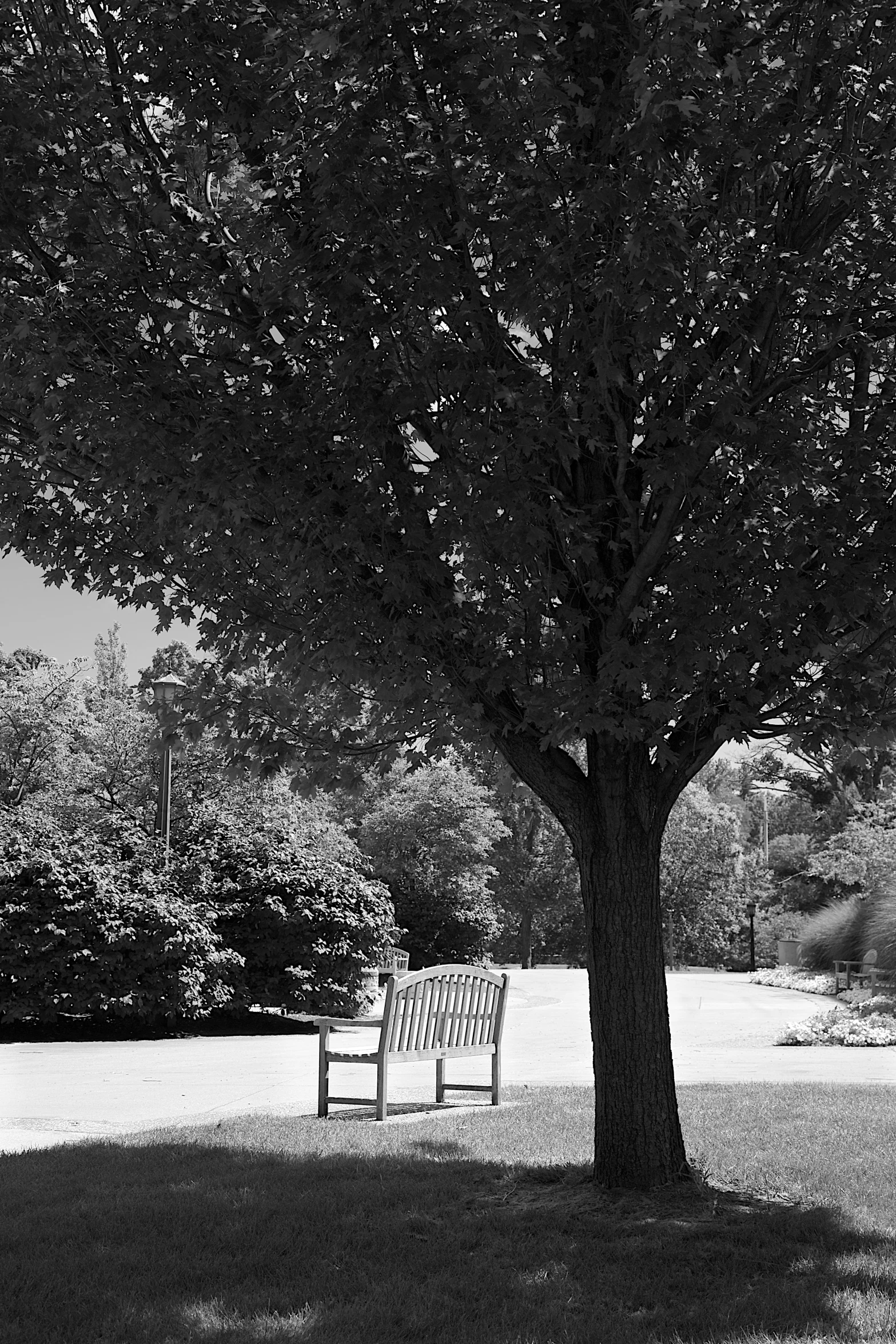 the tree has a bench beside it on a patch of grass