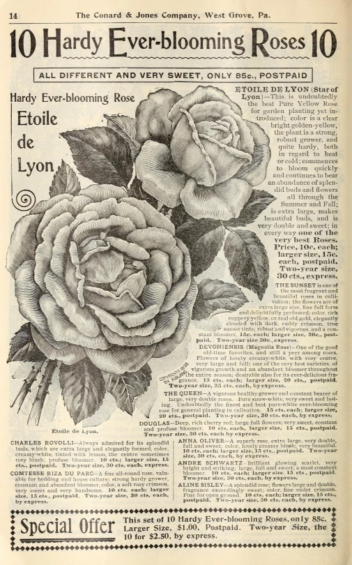 a newspaper with floral design and title on top