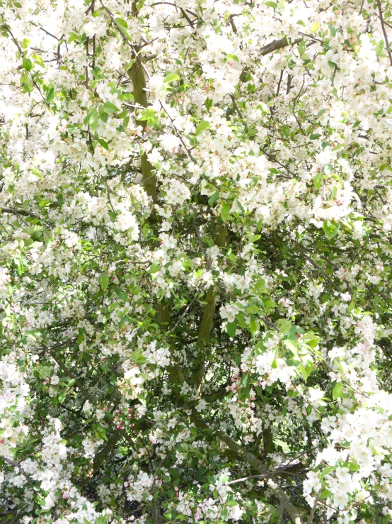 a tree with white flowers and green leaves