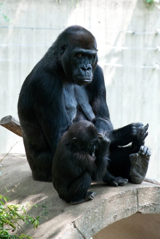 the gorilla is on the rock with its two cubs