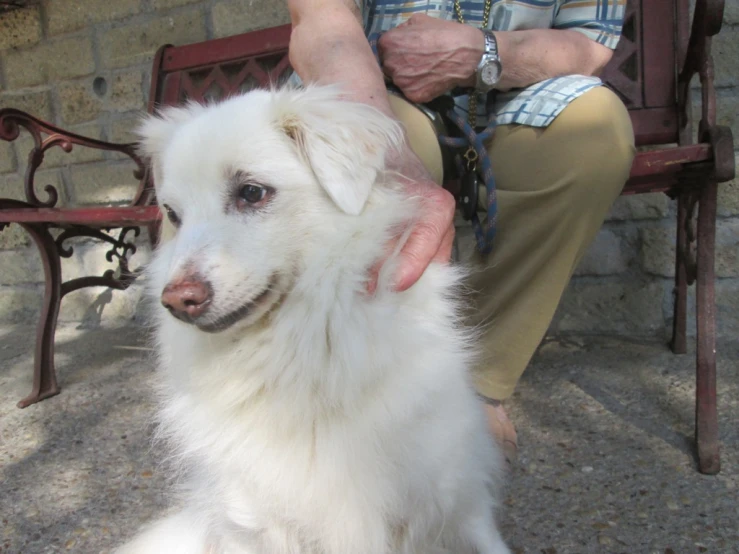 an elderly person holds a dog's arm on a bench