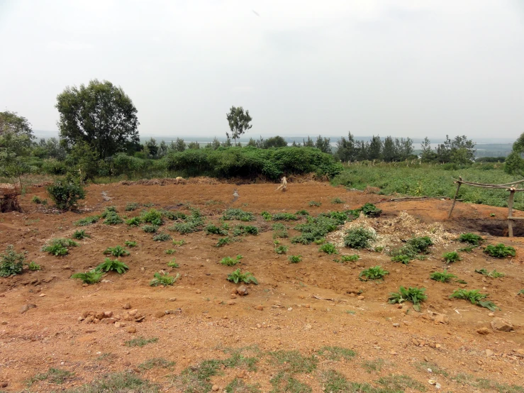 an area is currently being mowed into a small farm