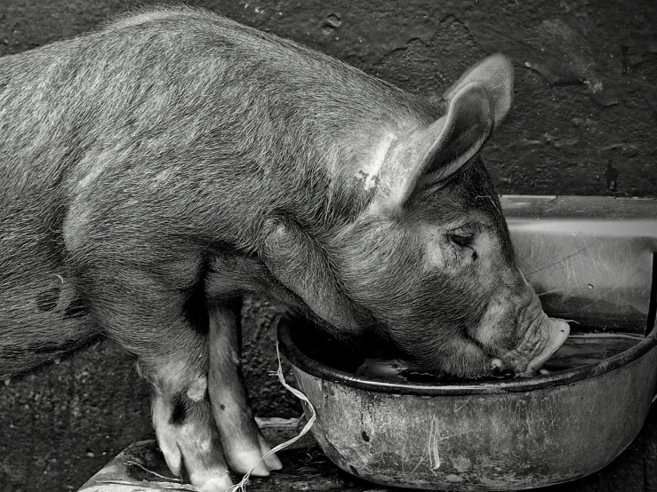 a black and white po of a pig eating from a bucket