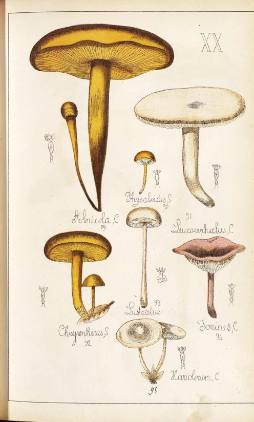 several different types of mushrooms with names