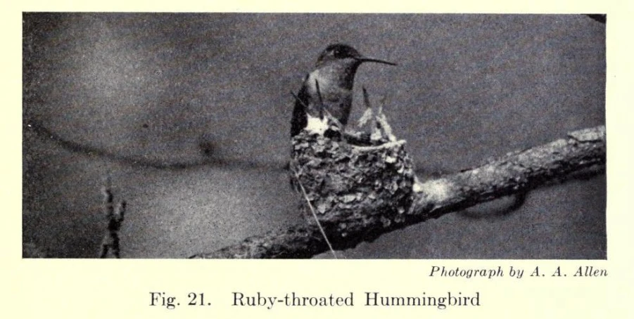 a small bird is perched on the tree limb