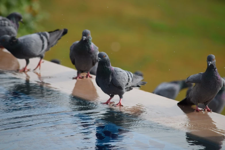 a group of pigeons sitting on the edge of a swimming pool