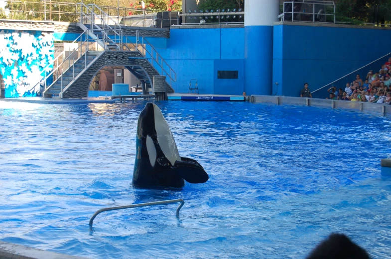 a whale in a pool is on one leg as a man in a wetsuit holds on to the side