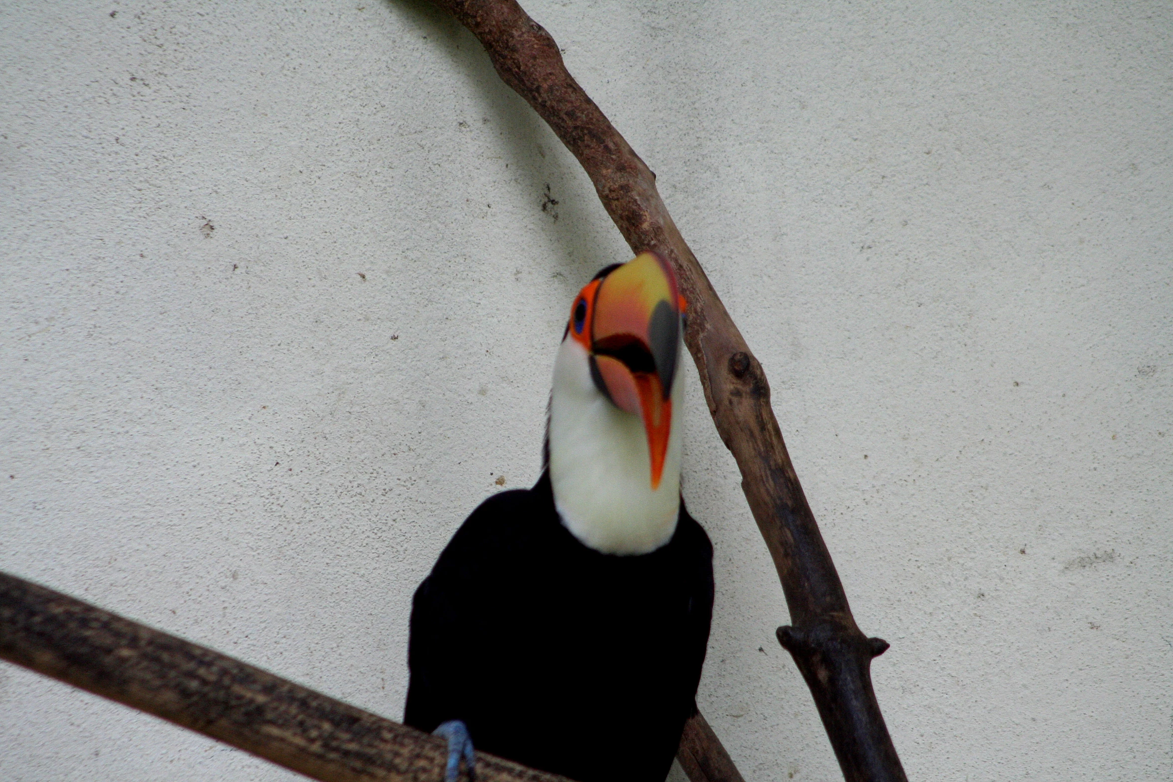 a bird with an orange beak sitting on a nch