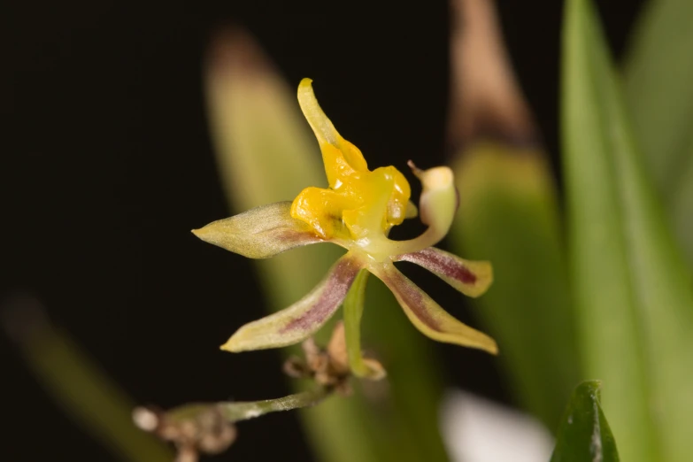 an up close po of some flowers on a stalk