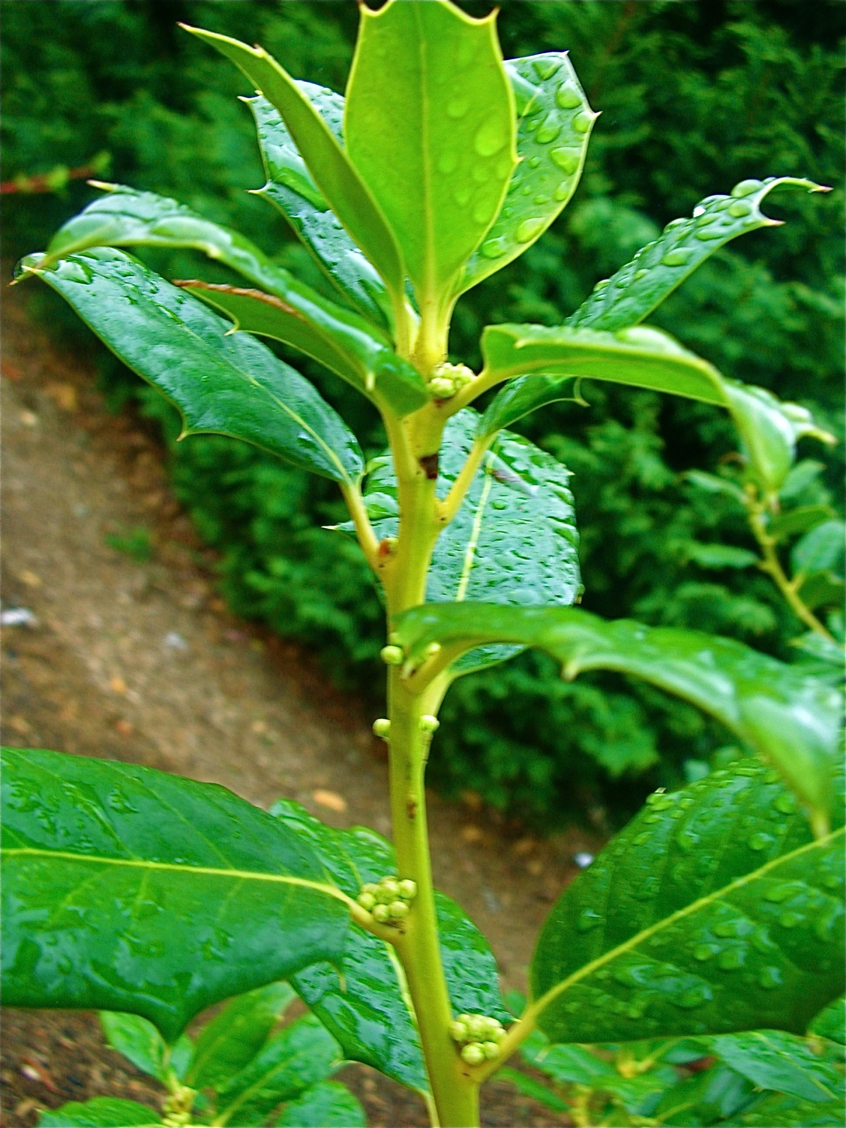 the nch has many leaves that can be seen on a plant