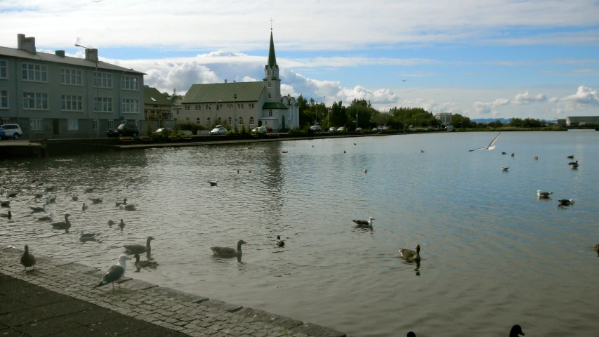 swans swimming in a lake with houses on the side