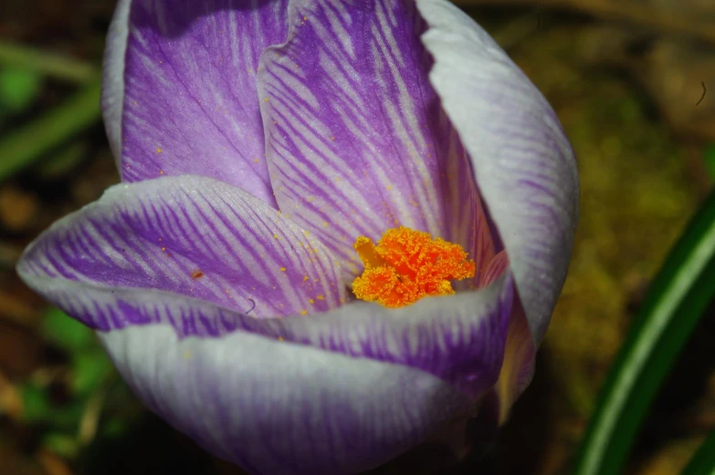 a flower sitting in the middle of a garden