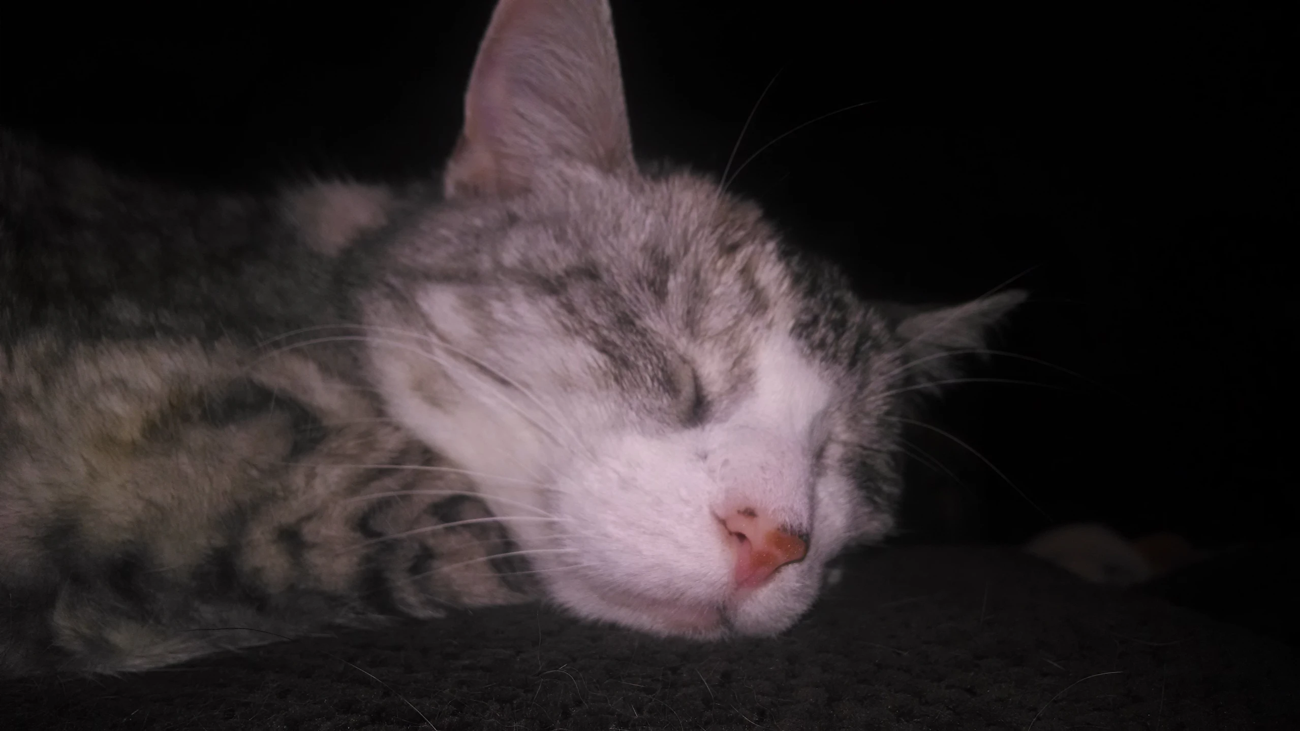 a cat sleeping with its head close to the ground