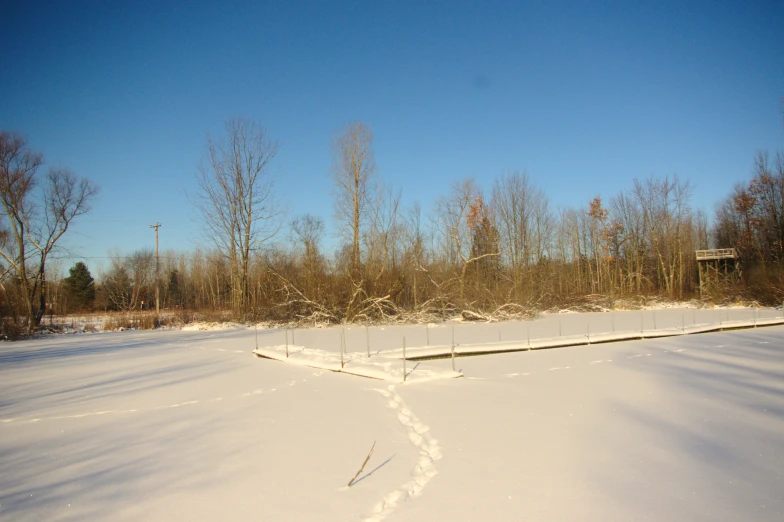 a trail is in the snow near tall trees