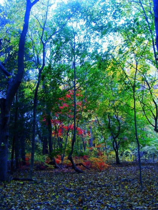 an area of trees with leaves all over them