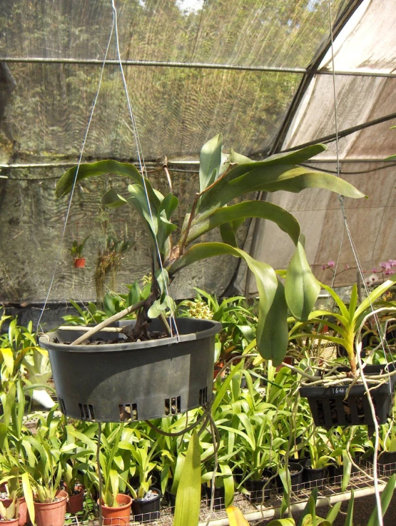 the green house is growing several different types of plants