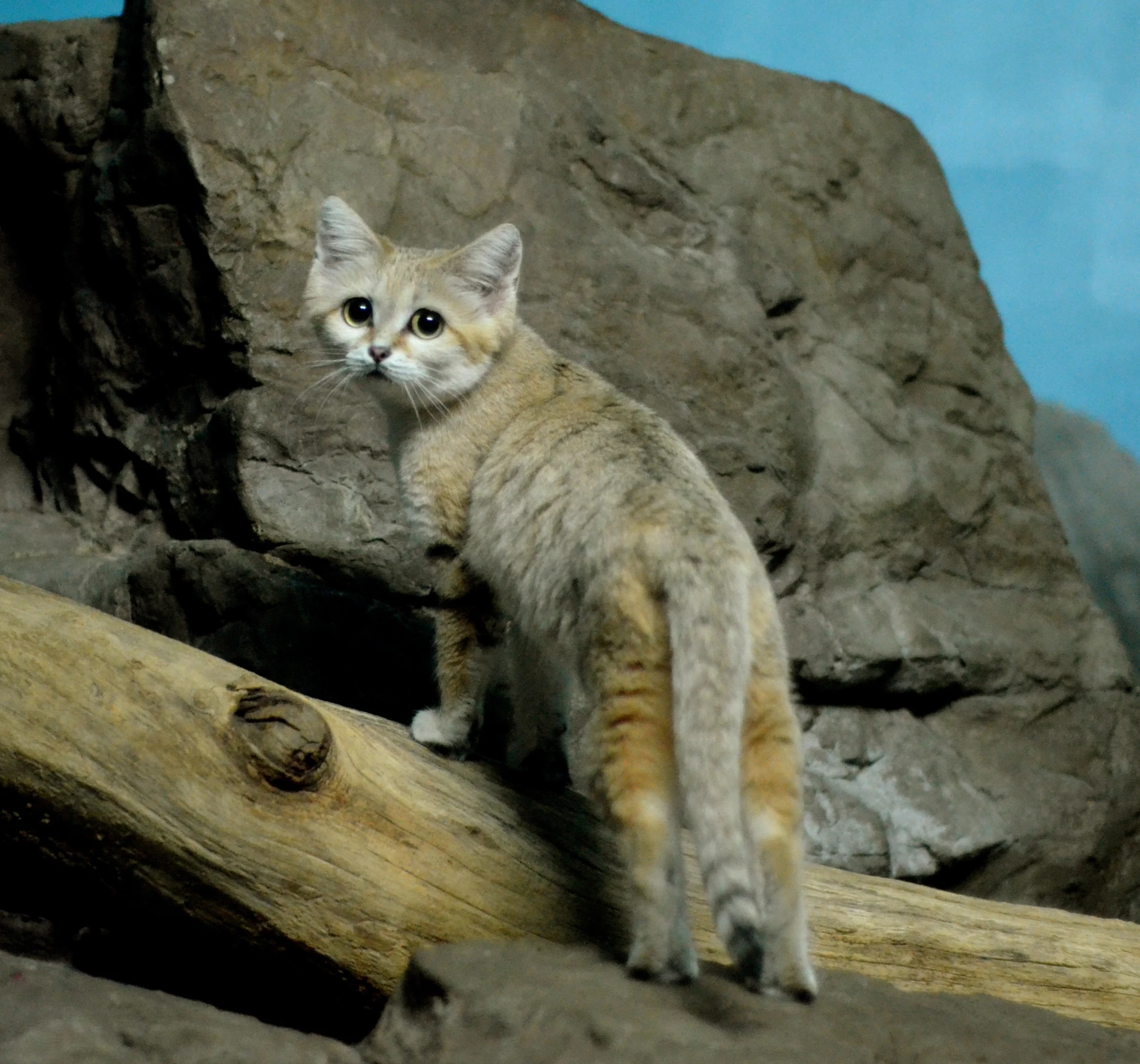 an animal is standing on top of some rocks