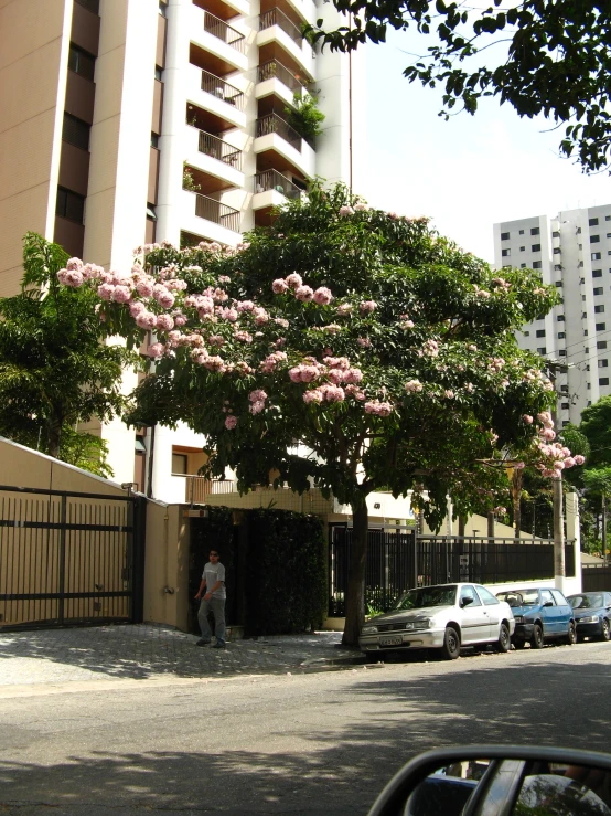 a man is walking in the shade beneath a flowering tree