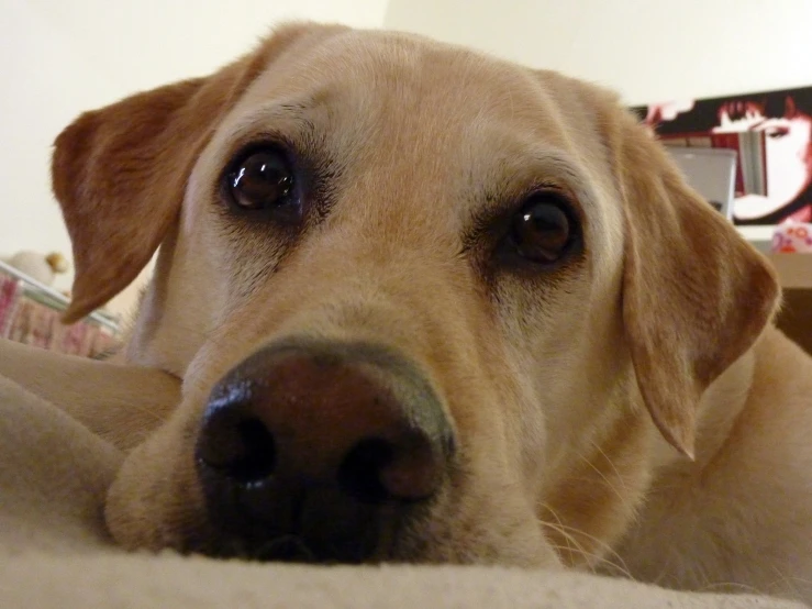 a brown dog is laying on the floor with its paws crossed