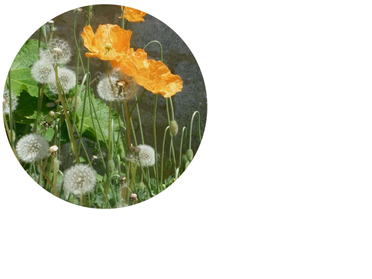 flowers sitting in a field and a round picture