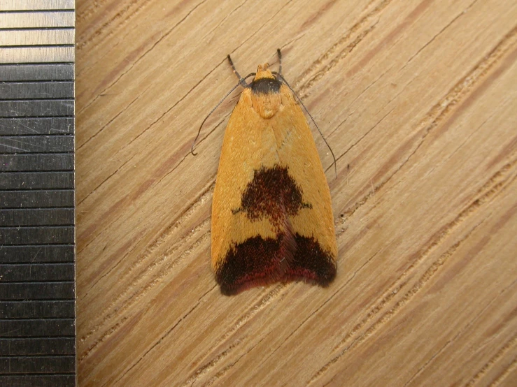 a yellow and brown moths on a wooden table