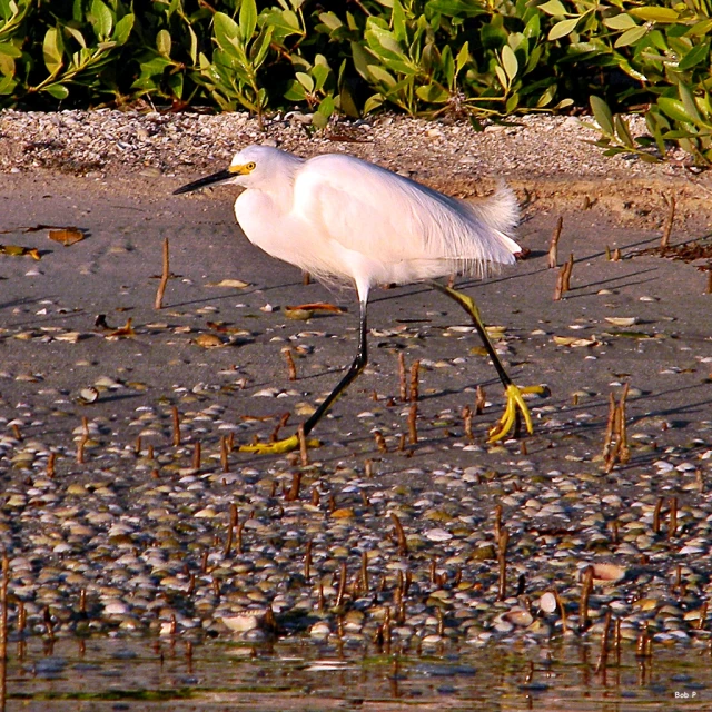 a small white bird walking across a beach