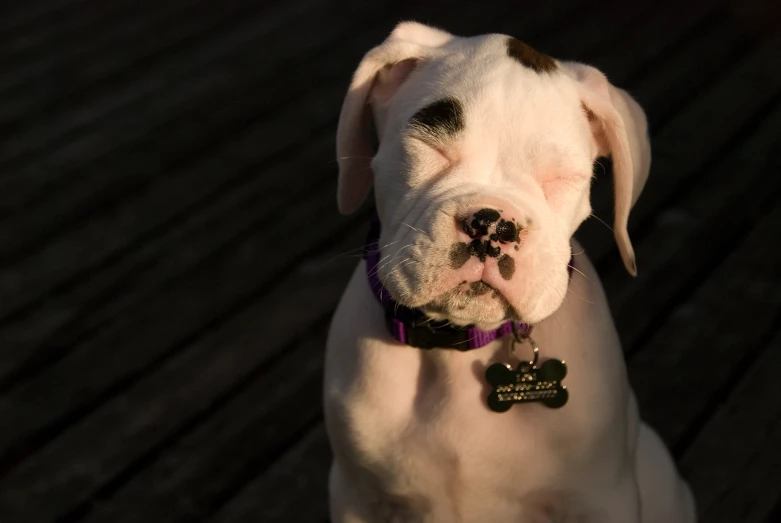 a dog is sitting and looking at the camera