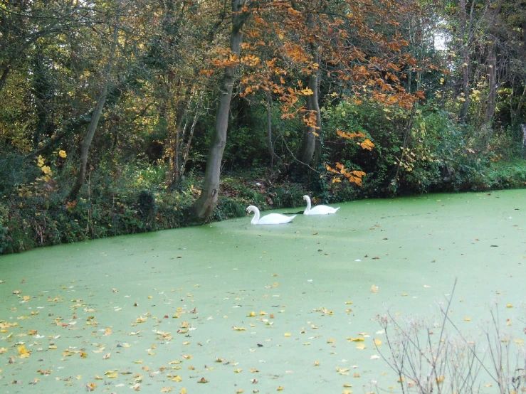 some ducks on a pond in the fall