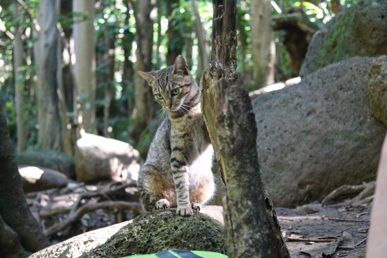 there is a cat that is on the rocks