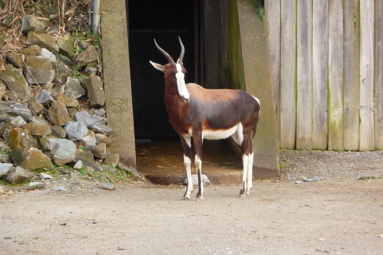 the goat stands on the dirt near a brick building