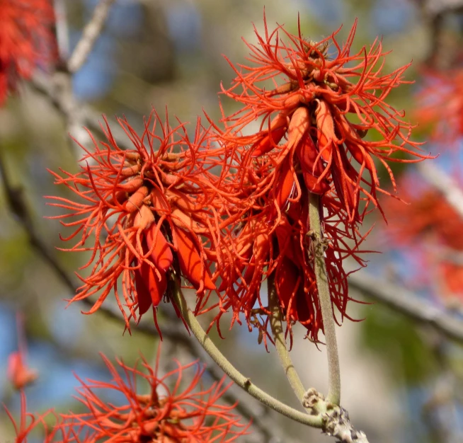 the nches of the trees are red and beautiful