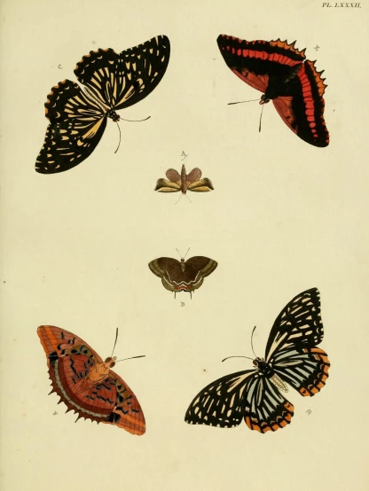an image of a few different erflies