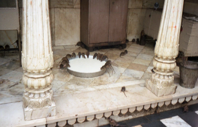 birds on the floor surrounding a dish and stone pillars